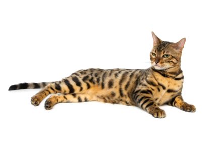 Bengalkatzen: Die sanftmütigen Stubenkatzen mit dem goldenen Fell