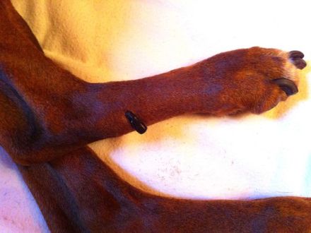 Blutegeltherapie bei Tieren: Kleiner Biss mit großer Wirkung