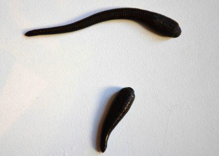 Blutegeltherapie bei Tieren: Kleiner Biss mit großer Wirkung