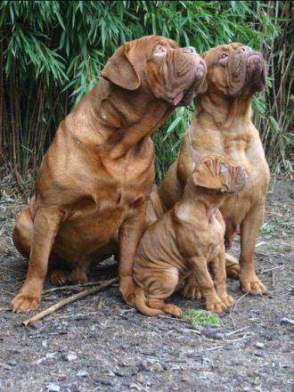 Die Bordeauxdoggen "From Old Shadow"