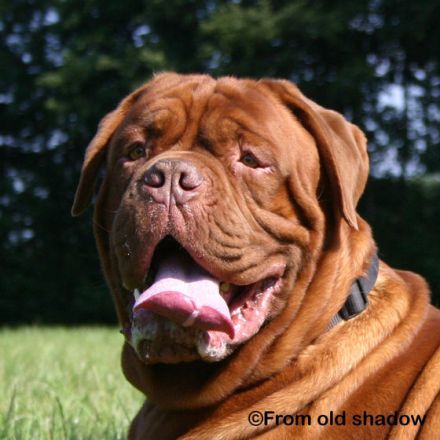 Die Bordeauxdoggen "From Old Shadow"