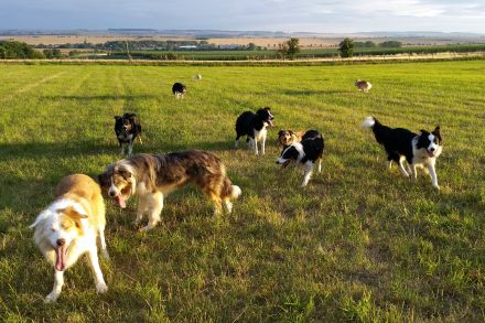 Die Border-Collie-Zucht "Auf dem Spiersberg"