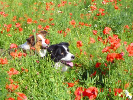 Die Border-Collie-Zucht "Auf dem Spiersberg"