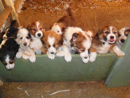 Die Border-Collie-Zucht "Auf dem Spiersberg"