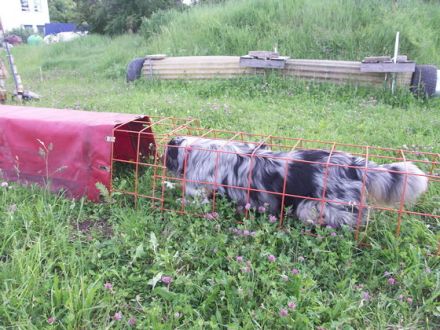 Die BRH-Rettungshundestaffel Franken e.V. stellt sich vor