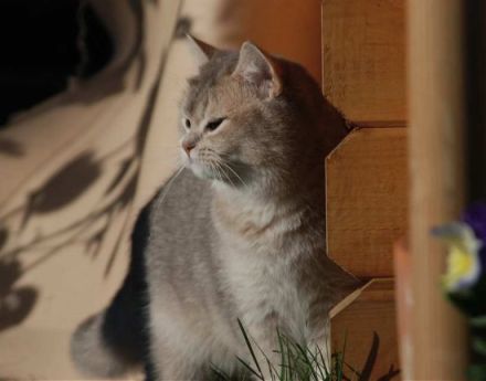 Die Britisch-Kurzhaar-Katze