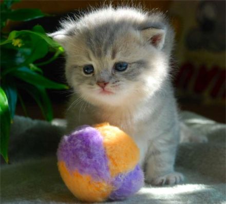 Die Britisch-Kurzhaar-Katze