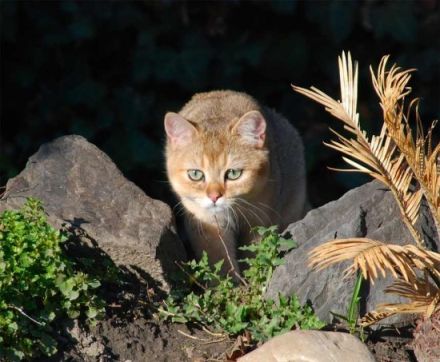 Die Britisch-Kurzhaar-Katze