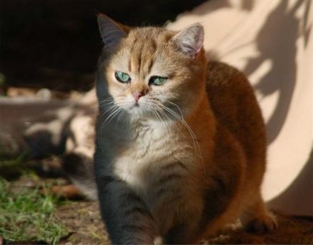 Die Britisch-Kurzhaar-Katze