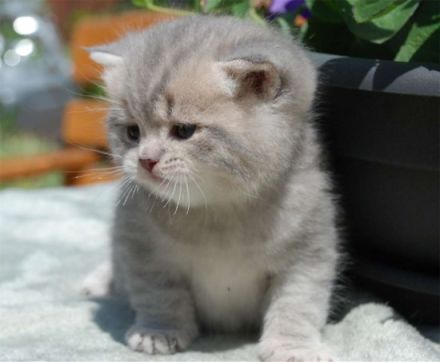 Die Britisch-Kurzhaar-Katze