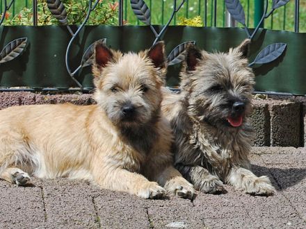 Cairn Terrier - kleine Hunde, großes Herz