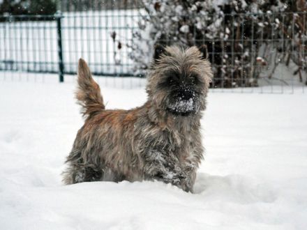 Cairn Terrier - kleine Hunde, großes Herz