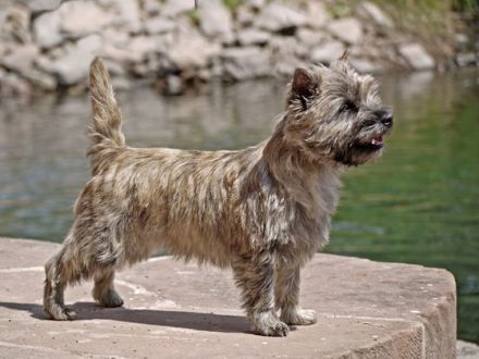 Cairn Terrier - kleine Hunde, großes Herz