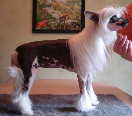Der Chinese Crested Dog