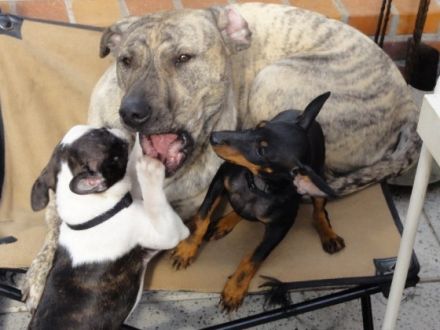 Der Cimarron Uruguayo, eine neue Hunderasse in Deutschland