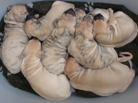 Der Cimarron Uruguayo, eine neue Hunderasse in Deutschland