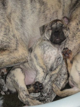 Der Cimarron Uruguayo, eine neue Hunderasse in Deutschland