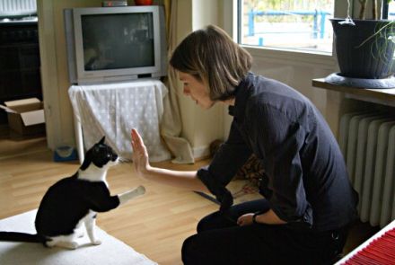 Clickertraining mit Katzen