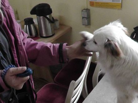 Clickertraining für Hunde (Teil 2): Einsatzmöglichkeiten