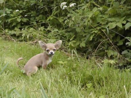 Clickertraining für Hunde (Teil 3): Clickern mit Welpen