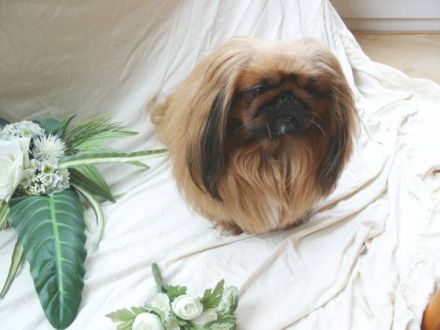 Der Club für Pekingesenfreunde e.V. stellt sich vor