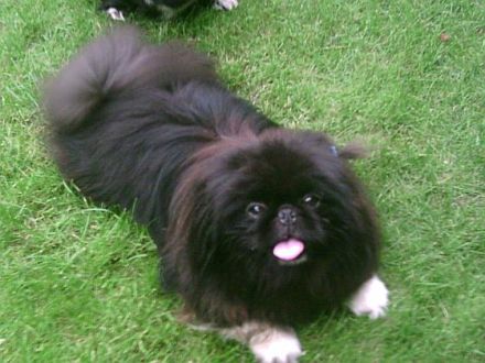 Der Club für Pekingesenfreunde e.V. stellt sich vor