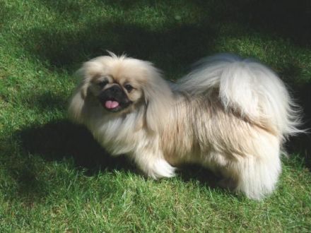 Der Club für Pekingesenfreunde e.V. stellt sich vor