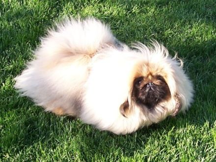 Der Club für Pekingesenfreunde e.V. stellt sich vor