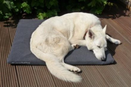 Das richtige Hundebett - ein wichtiger Aspekt für gesunden Schlaf