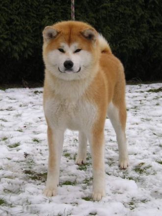 Der Akita Inu