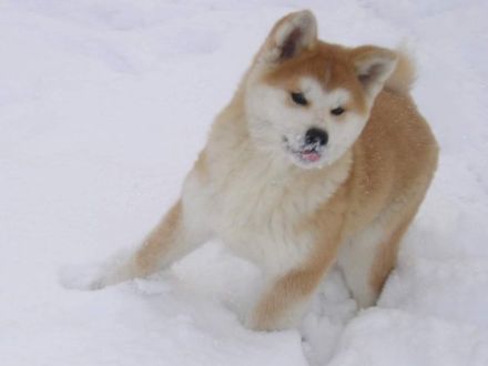 Der Akita Inu