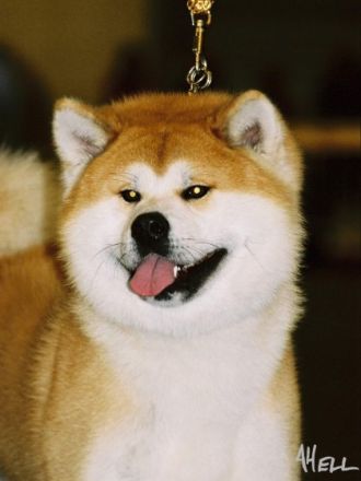 Der Akita Inu