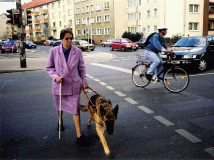 Der Blindenführhund