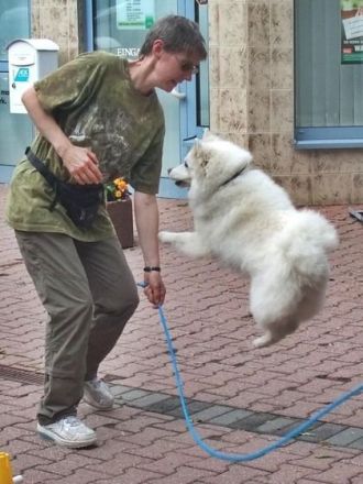 Der Deutsche Spitz wie er wirklich ist