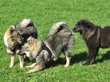 Der Deutsche Spitz wie er wirklich ist