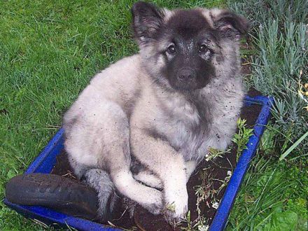 Der Deutsche Spitz wie er wirklich ist