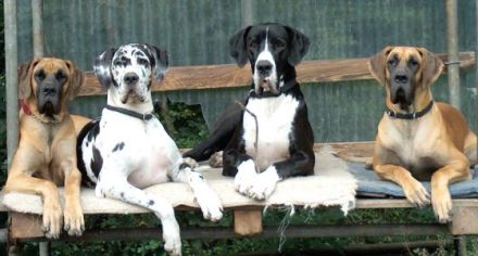 Die Deutsche Dogge - der Apoll unter den Hunderassen