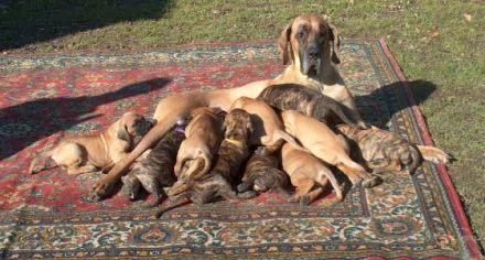 Die Deutsche Dogge - der Apoll unter den Hunderassen