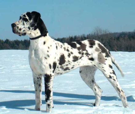 Die Deutsche Dogge - der Apoll unter den Hunderassen