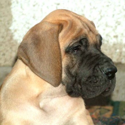 Die Deutsche Dogge - der Apoll unter den Hunderassen