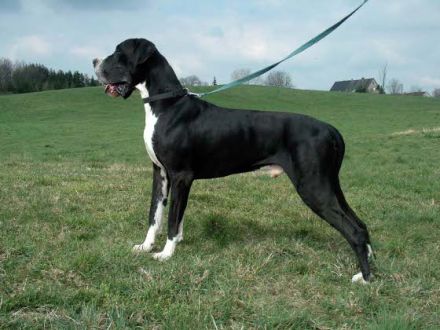 Die Deutsche Dogge - der Apoll unter den Hunderassen