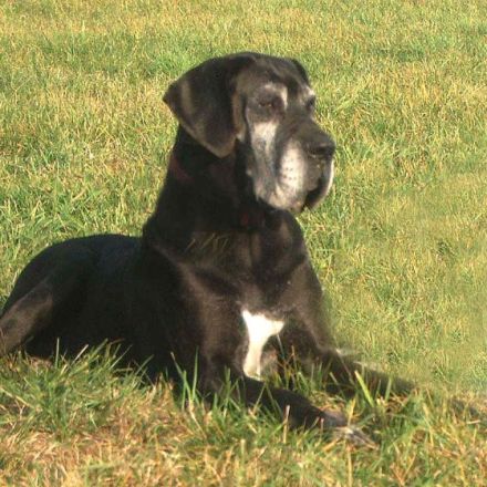 Die Deutsche Dogge - der Apoll unter den Hunderassen