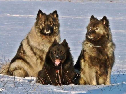 Spitze: Süße Hunde mit Image-Problem