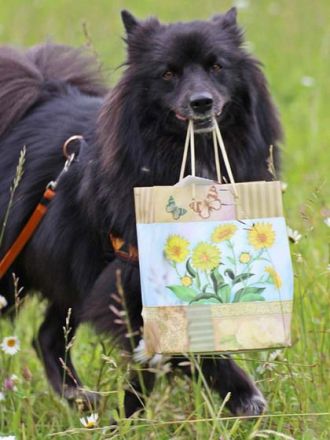 Spitze: Süße Hunde mit Image-Problem