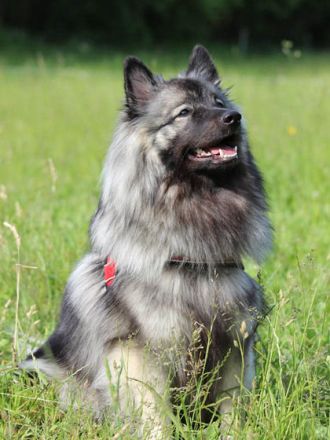 Spitze: Süße Hunde mit Image-Problem