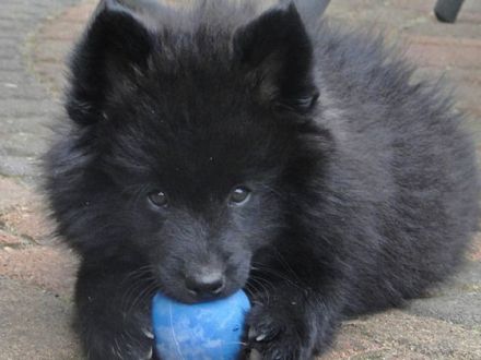 Spitze: Süße Hunde mit Image-Problem