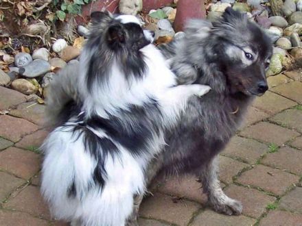 Spitze: Süße Hunde mit Image-Problem