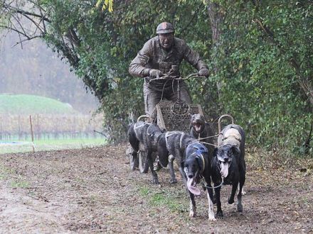 Deutscher Meister im Schlittenhundewagenrennen off Snow mit 67 Jahren