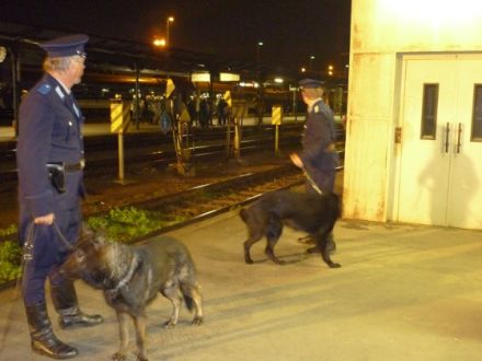 Der Deutsche Schäferhund im Film "Der Turm"