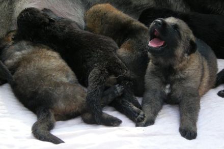 Die Deutschen Schäferhunde "von den Querulanten"